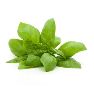 Basil Leaves