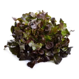 Red Oakleaf Lettuce