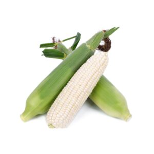White Corn on cob | Elote Blanco per piece (400-500gr)