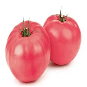 Tomato Pink