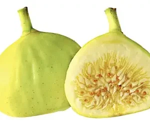 Yellow Fig