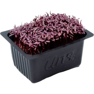 Amaranth Cress