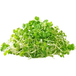 Arugula - Microgreen Cut