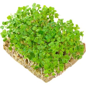 Arugula - Microgreens Punnet
