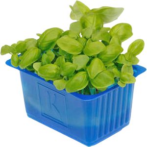 Basil Cress