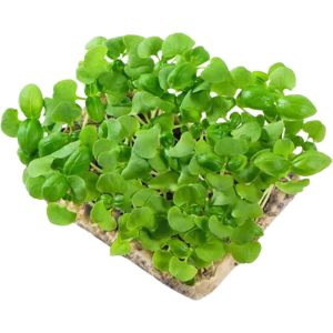 Basil Genovese - Microgreens Punnet
