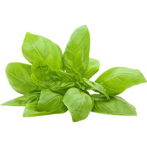 Basil Sweet