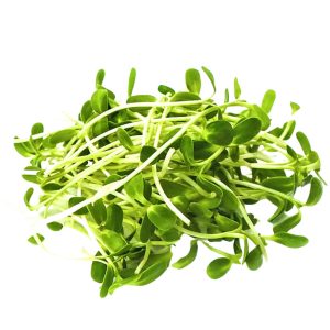 Borage - Microgreen Cut