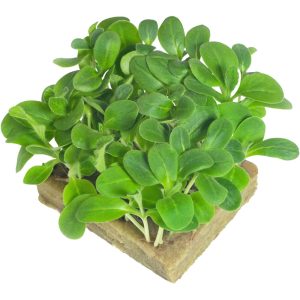 Borage - Microgreens Punnet