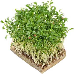Coriander - Microgreens Punnet