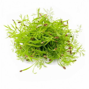 Fennel Cress - Freshly Cut Soil Grown