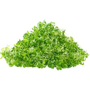 Garden Cress - Microgreen Cut