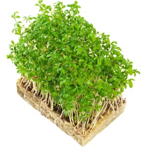 Garden Cress - Microgreens Punnet