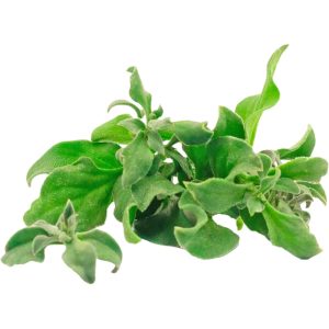 Ice Plant - Specialty Greens
