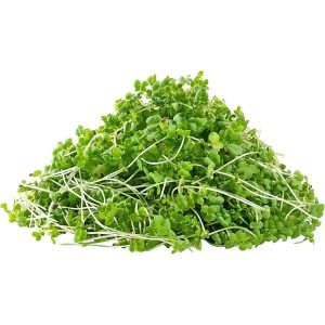 Kale - Microgreen Cut