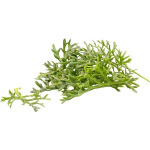 Kitsune Leaf - Specialty Greens