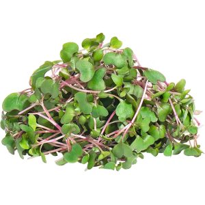 Kohlrabi Purple - Microgreen Cut