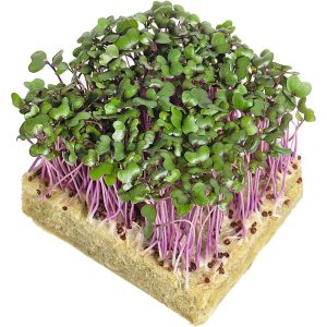 Kohlrabi Purple - Microgreens Punnet