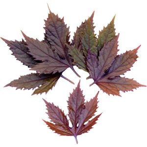 Maple Leaf Purple - Specialty Greens