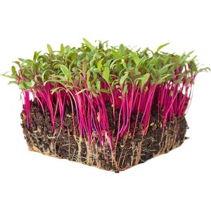 Micro Beetroot