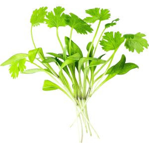 Micro Coriander