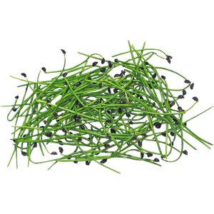 Micro Garlic Chives
