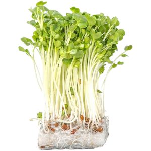 Micro Green Radish