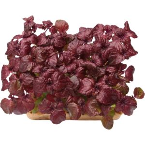 Micro Shiso Purple