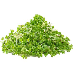 Mustard Green - Microgreen Cut