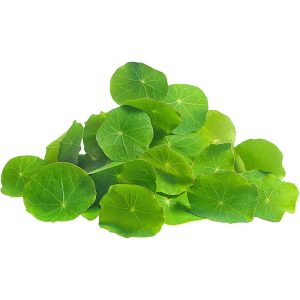Nasturtium Leaf - Specialty Greens