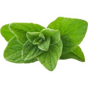 Oregano