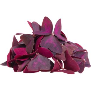 Oxalis Butterfly Leaf - Specialty Greens