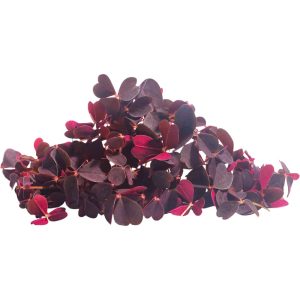 Oxalis Purple Leaf - Specialty Greens