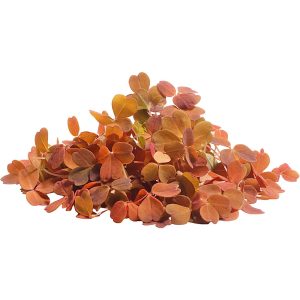 Oxalis Yellow Leaf - Specialty Greens