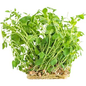 Pea Shoot Cress