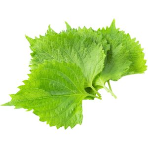 Shiso Green Leaf - Specialty Greens