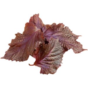 Shiso - Microgreen Cut