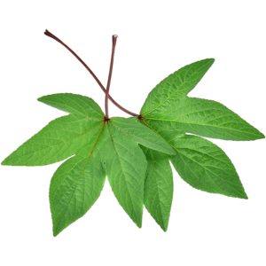 Sorel Leaves Ambada Vaji