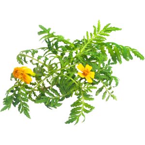 Tagetes Leaf - Specialty Greens