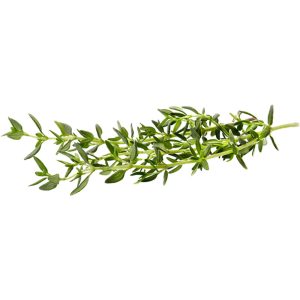 Thyme