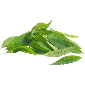 Verbena Leaf - Specialty Greens