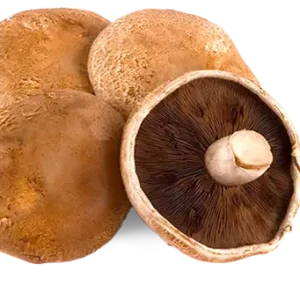 Portobello Mushroom