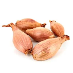 Shallot