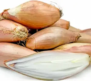 Shallot