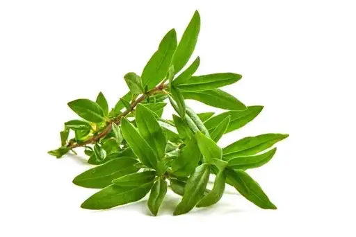 Wild Thyme