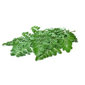 Drumstick Leaves