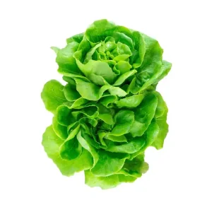 Lettuce Boston