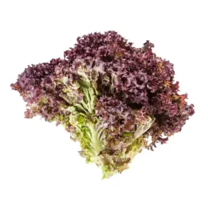 Lettuce Lollo Rosso