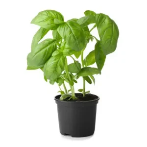 Basil