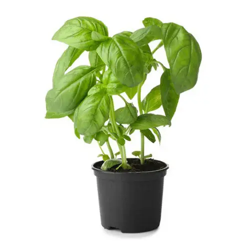 Basil